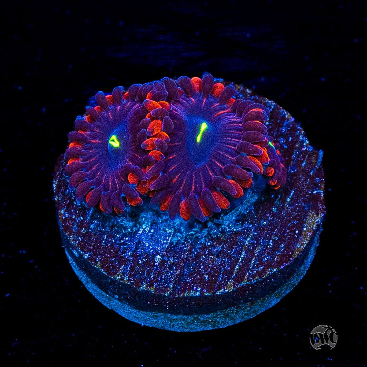 Wannabe RPE Zoanthids