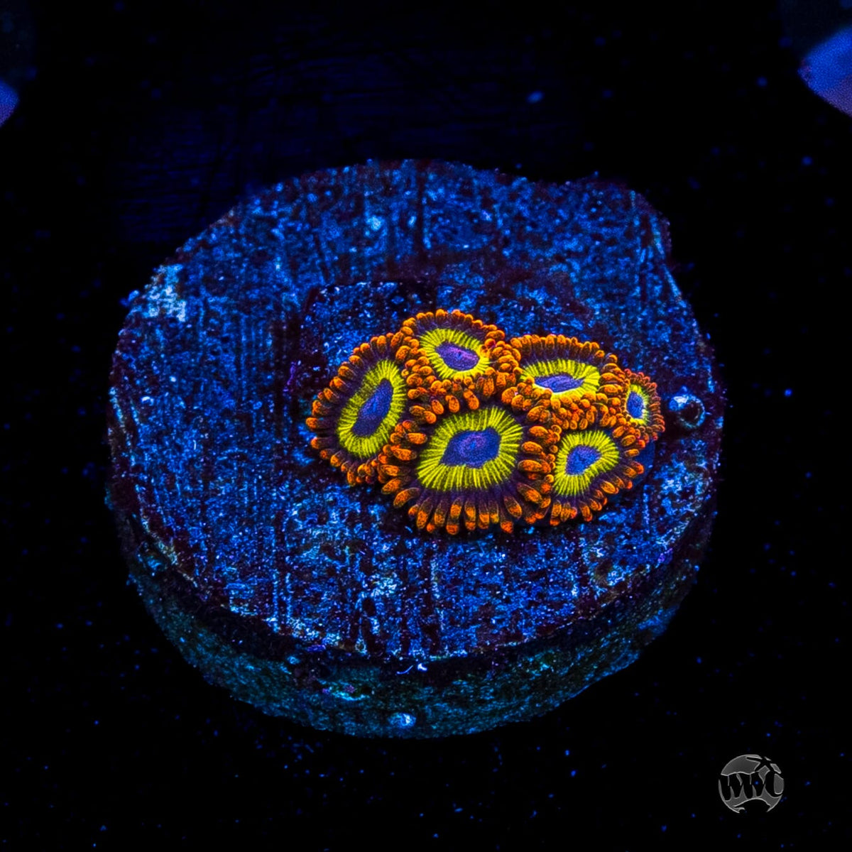 Fruit Loopz Zoanthids