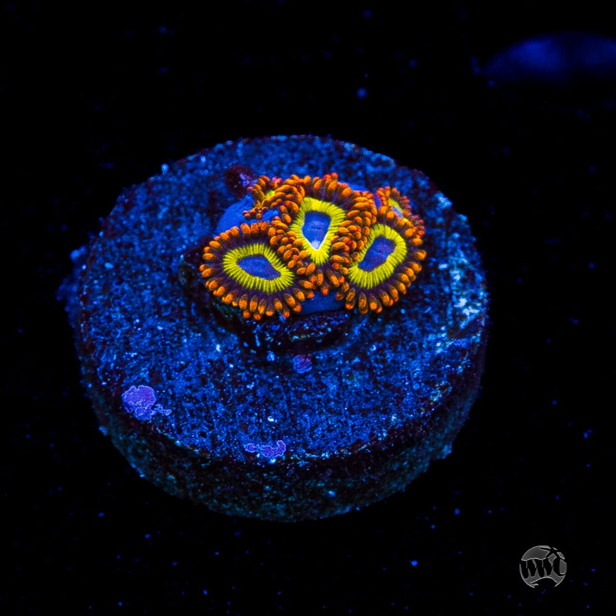 Fruit Loopz Zoanthids