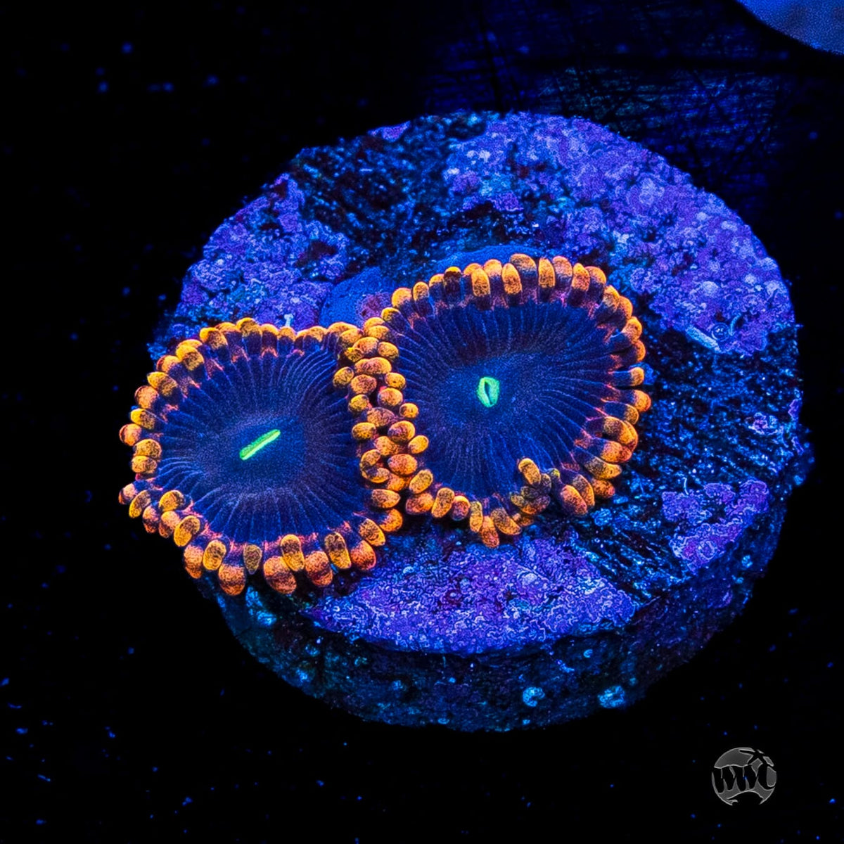 WWC Ultimate Chaos Zoanthids