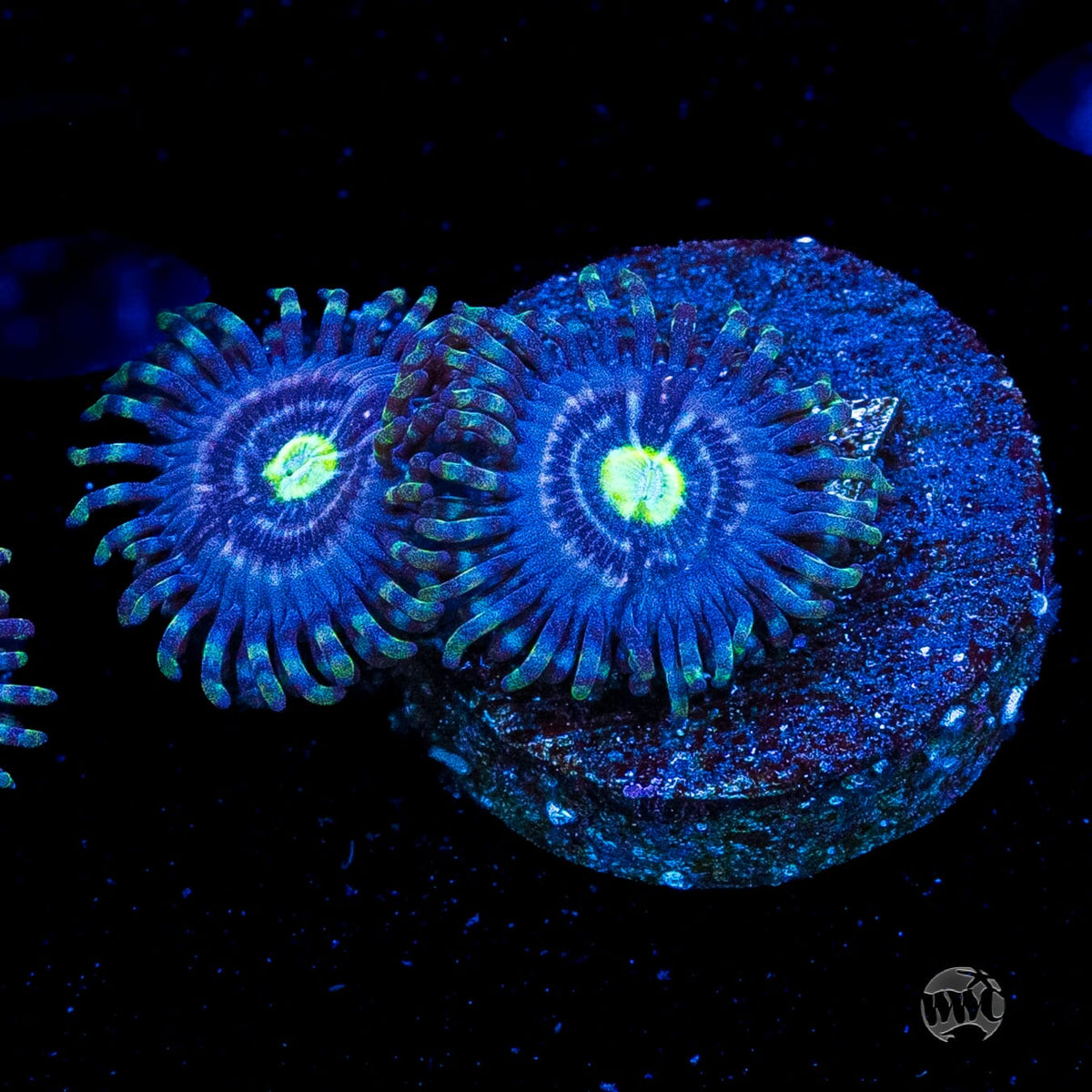 WWC Avocado Smasher Zoanthids