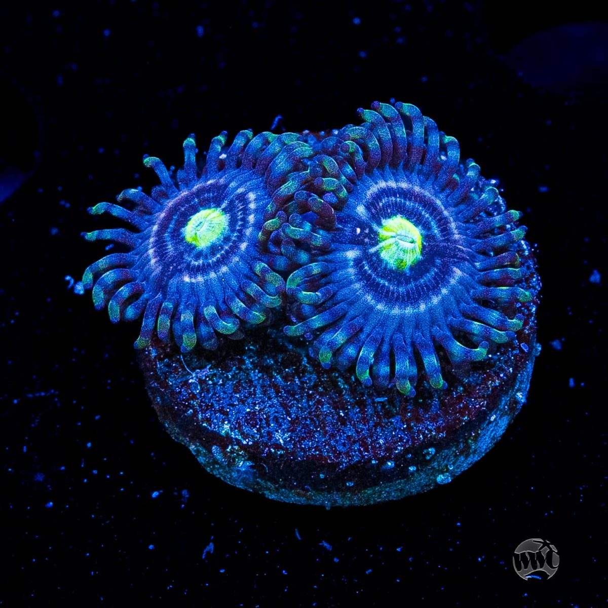 WWC Avocado Smasher Zoanthids