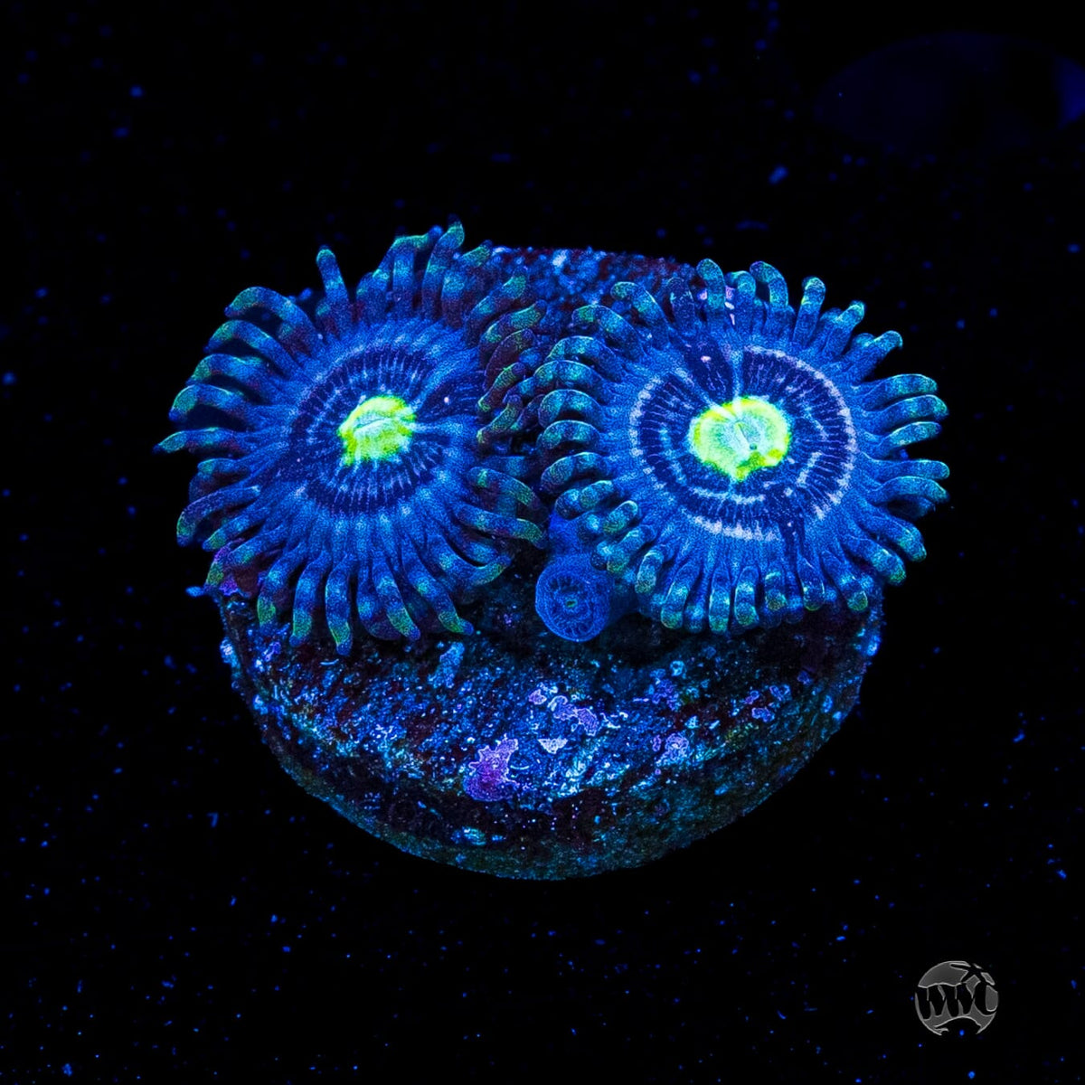 WWC Avocado Smasher Zoanthids