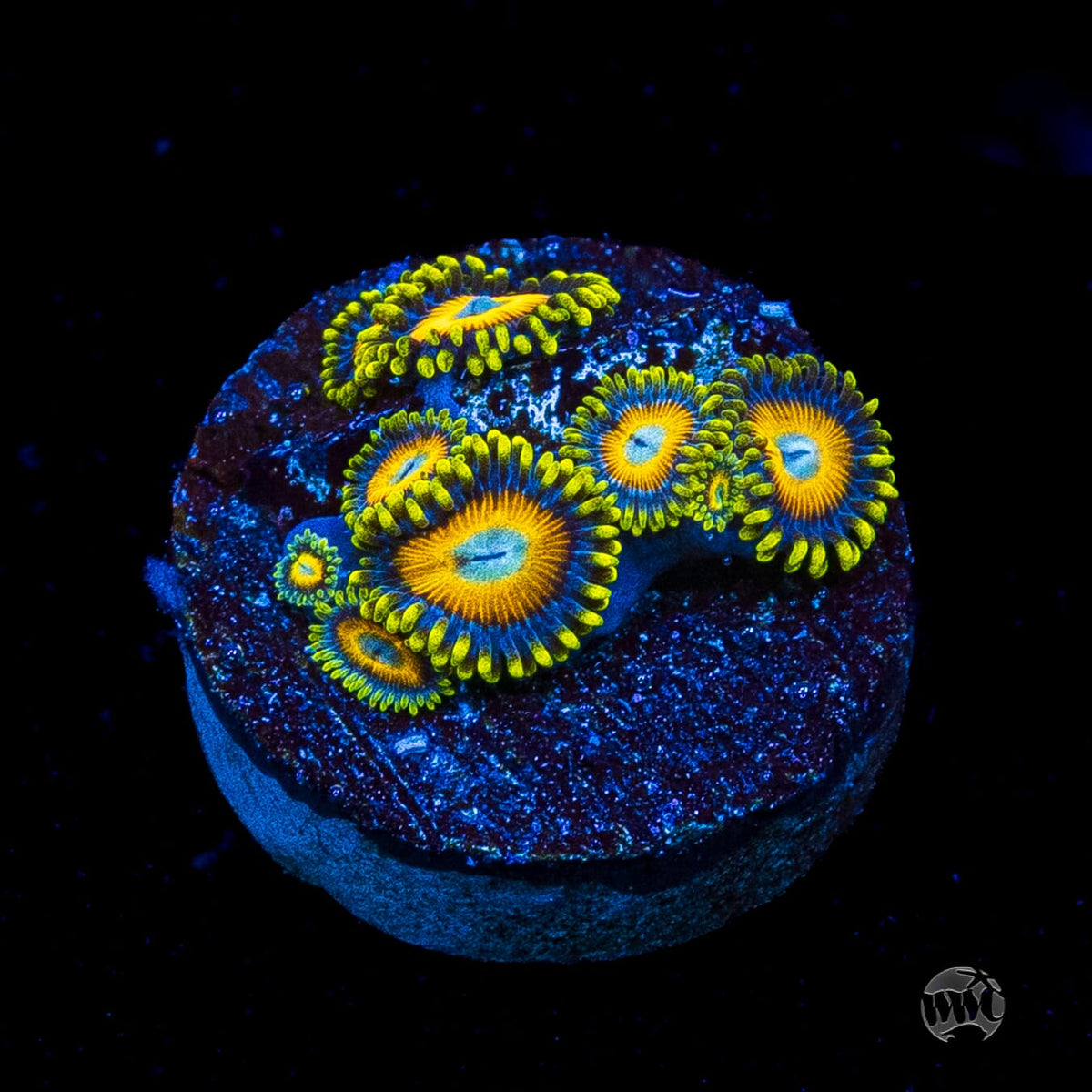 Scrambled Eggs Zoanthids