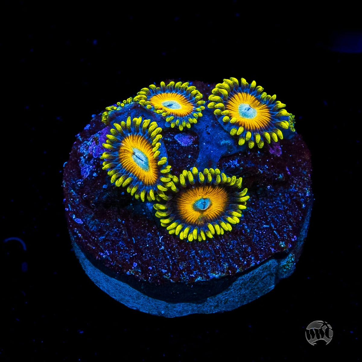 Scrambled Eggs Zoanthids