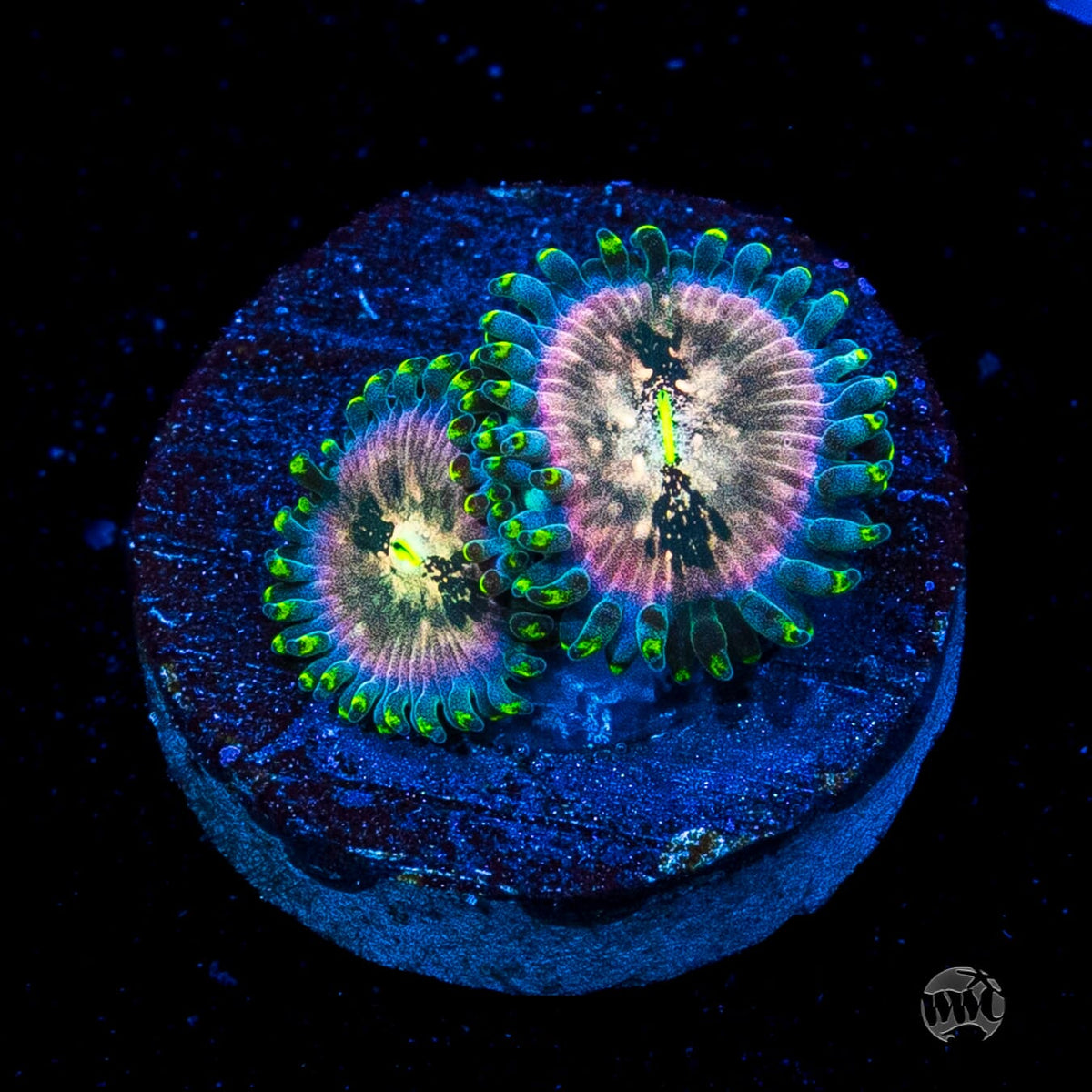 Hawaiian Ding Dang Zoanthids