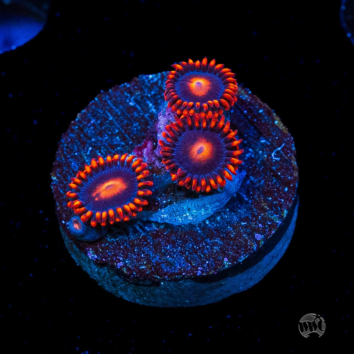 WWC Clementine Zoanthids