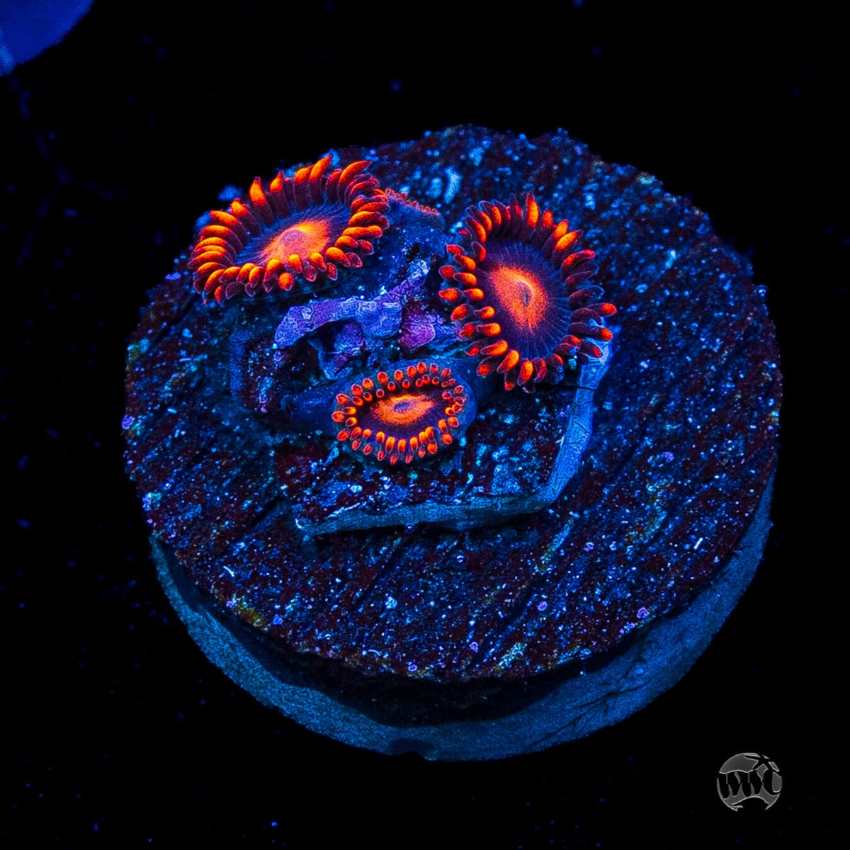 WWC Clementine Zoanthids