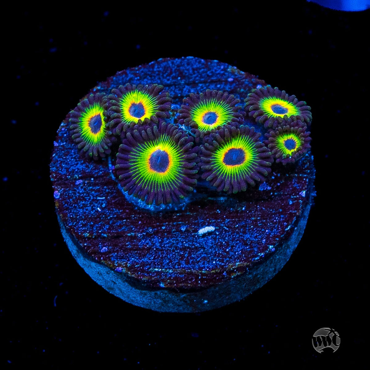 WWC Bob Marley Zoanthids