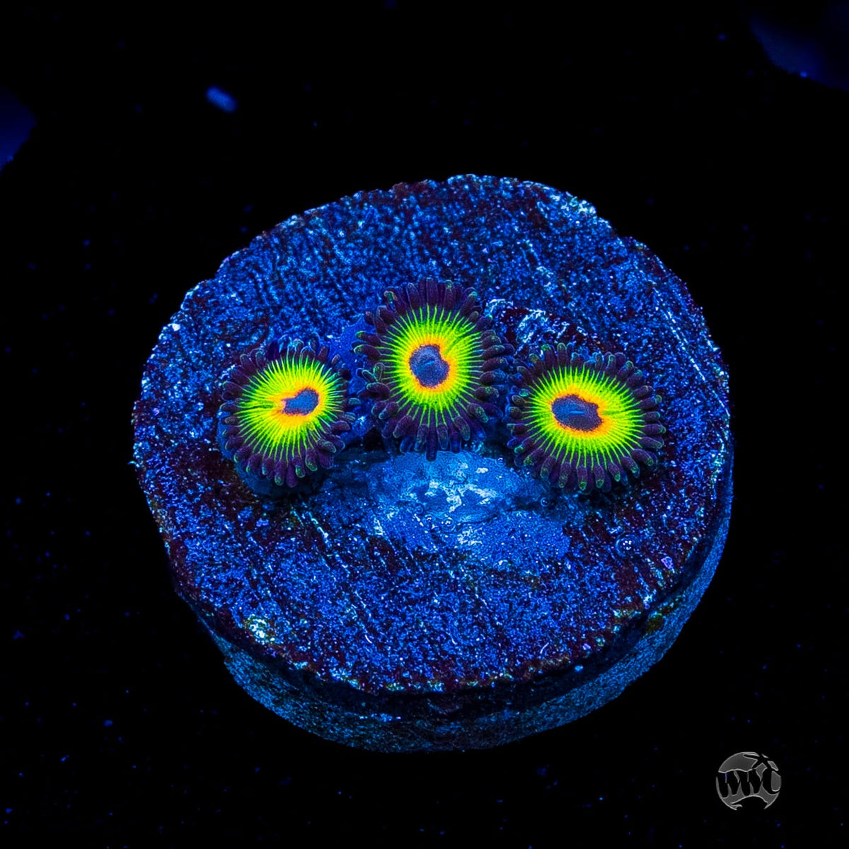 WWC Bob Marley Zoanthids