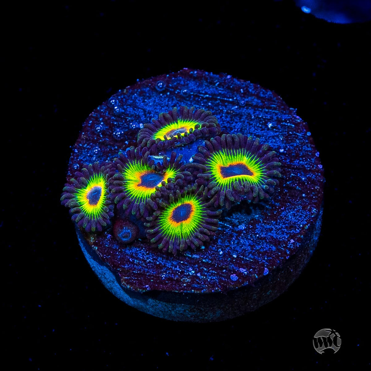 WWC Bob Marley Zoanthids