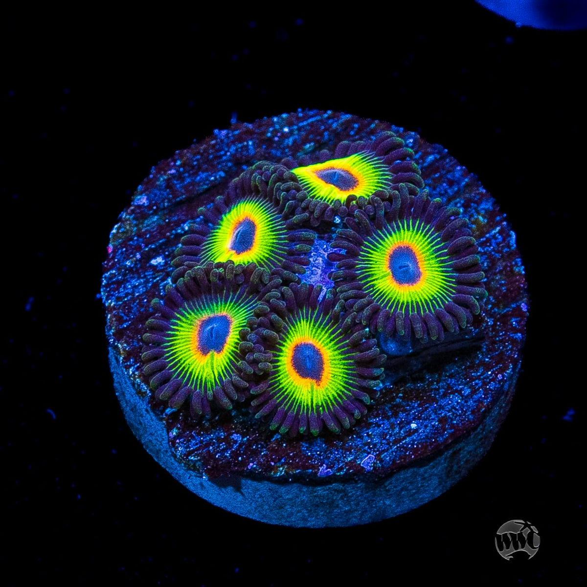 WWC Bob Marley Zoanthids