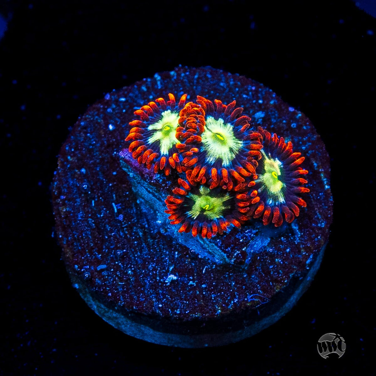 Alpha Omega Zoanthids