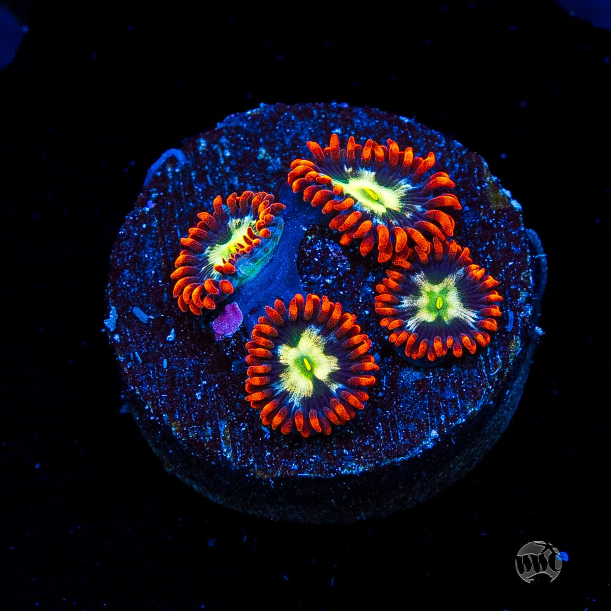 Alpha Omega Zoanthids