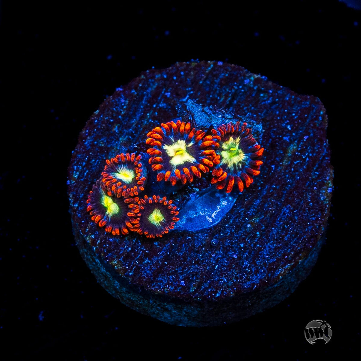 Alpha Omega Zoanthids