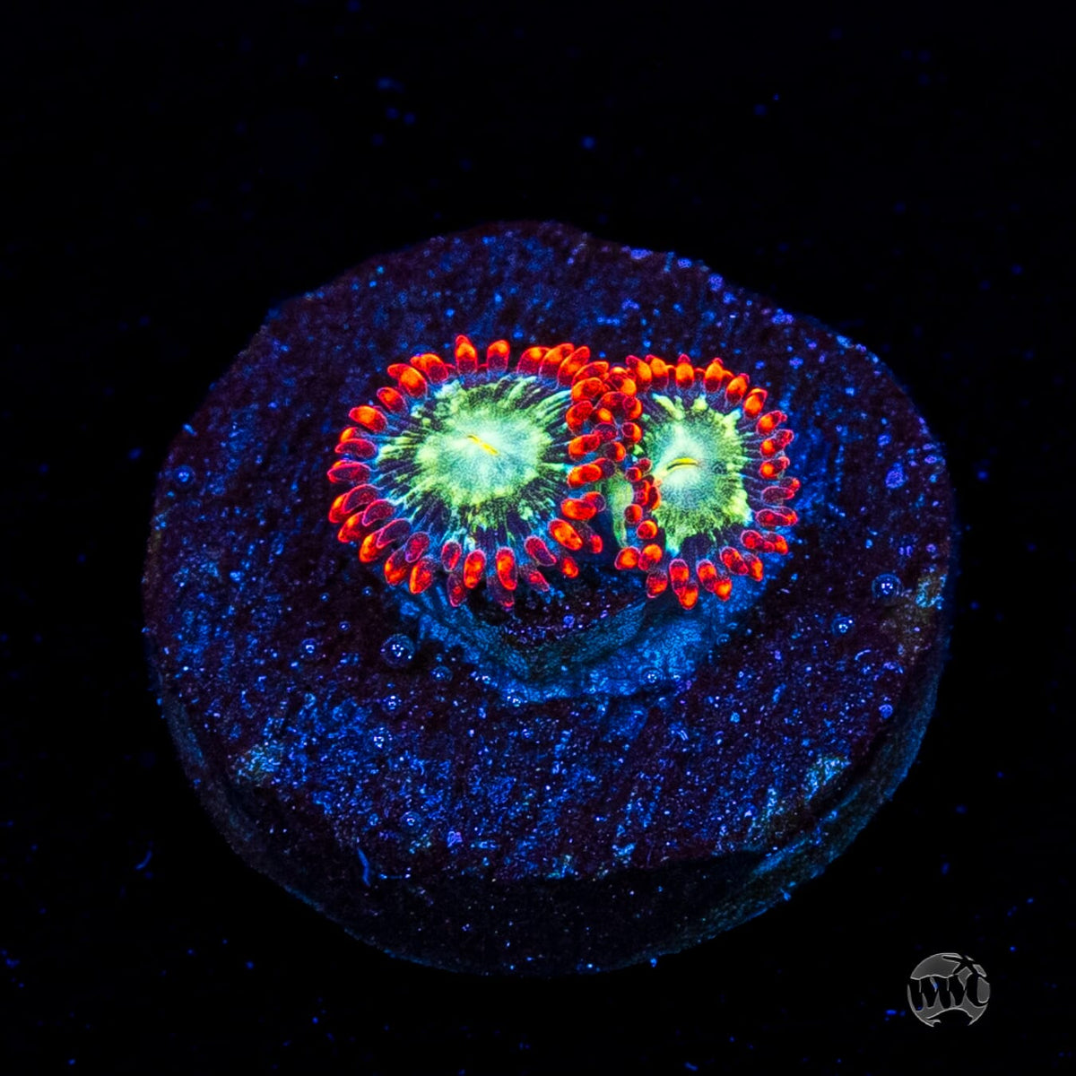 WWC Astral Shift Zoanthids