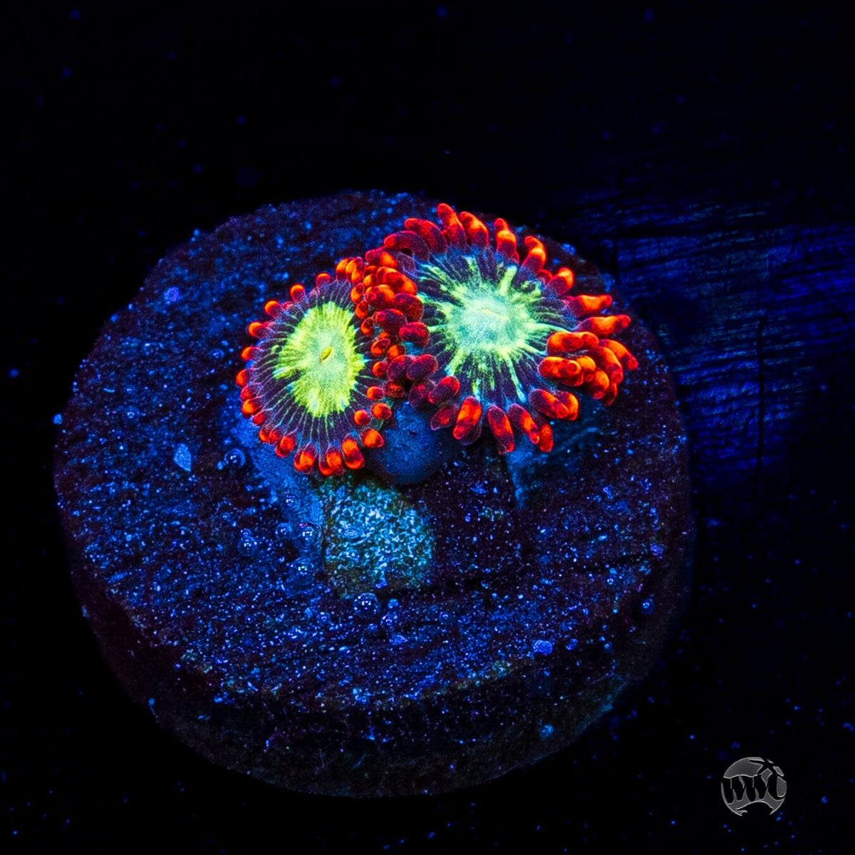 WWC Astral Shift Zoanthids