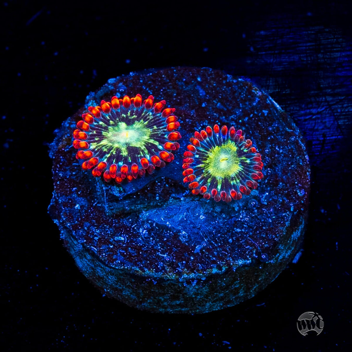 WWC Astral Shift Zoanthids