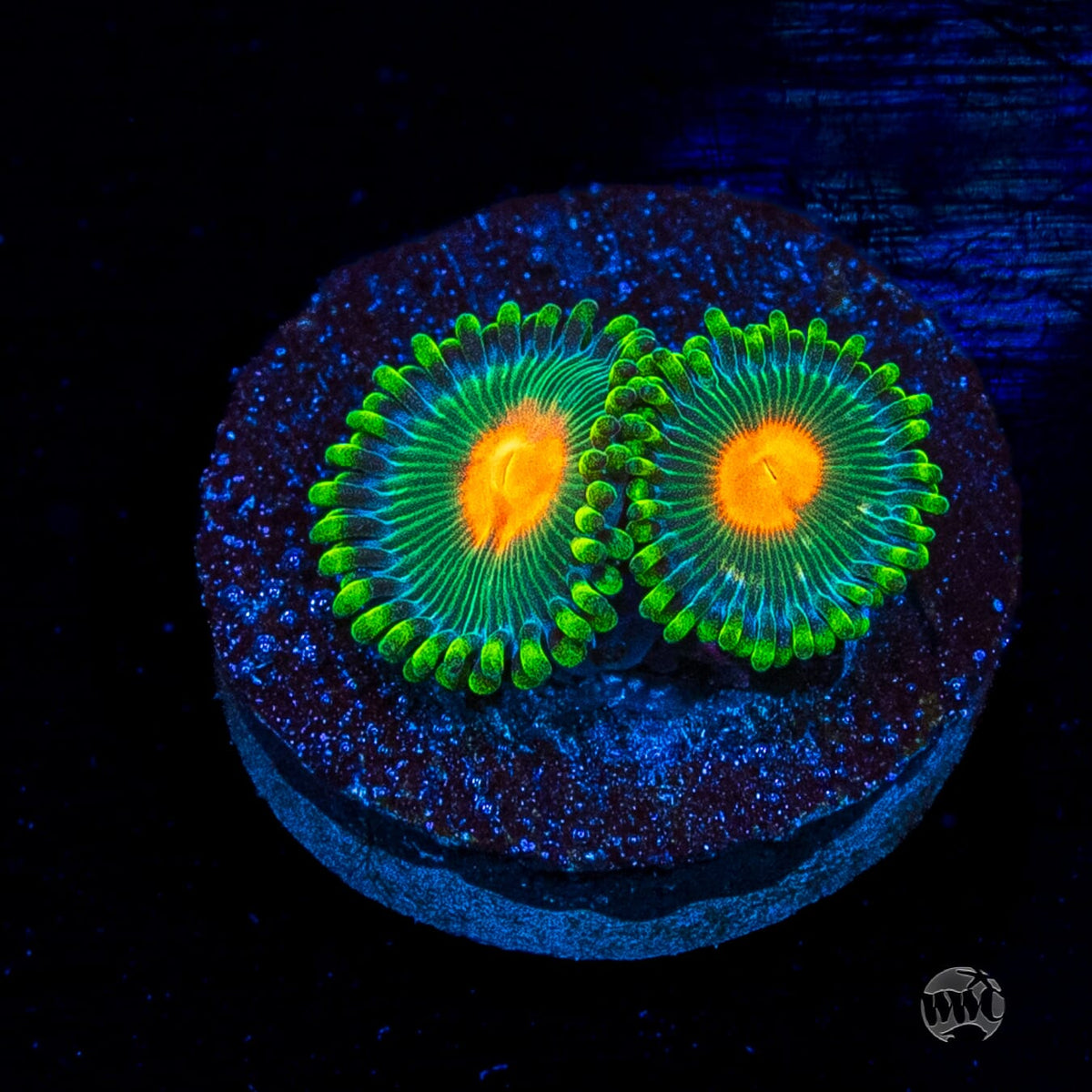 WWC Campfire Zoanthids