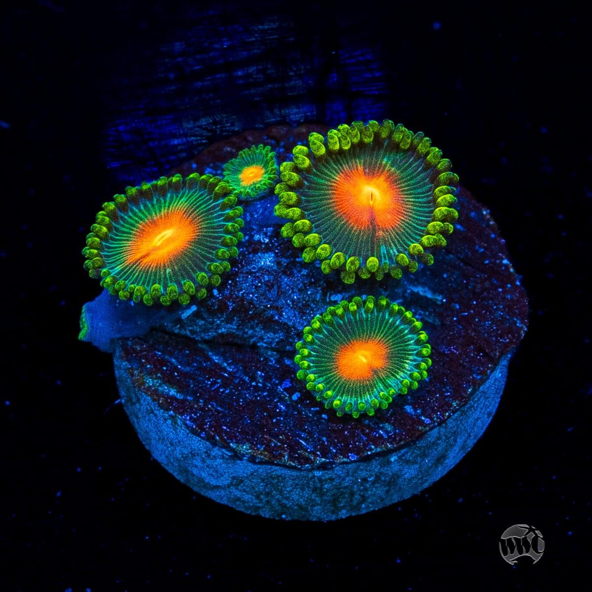 WWC Campfire Zoanthids