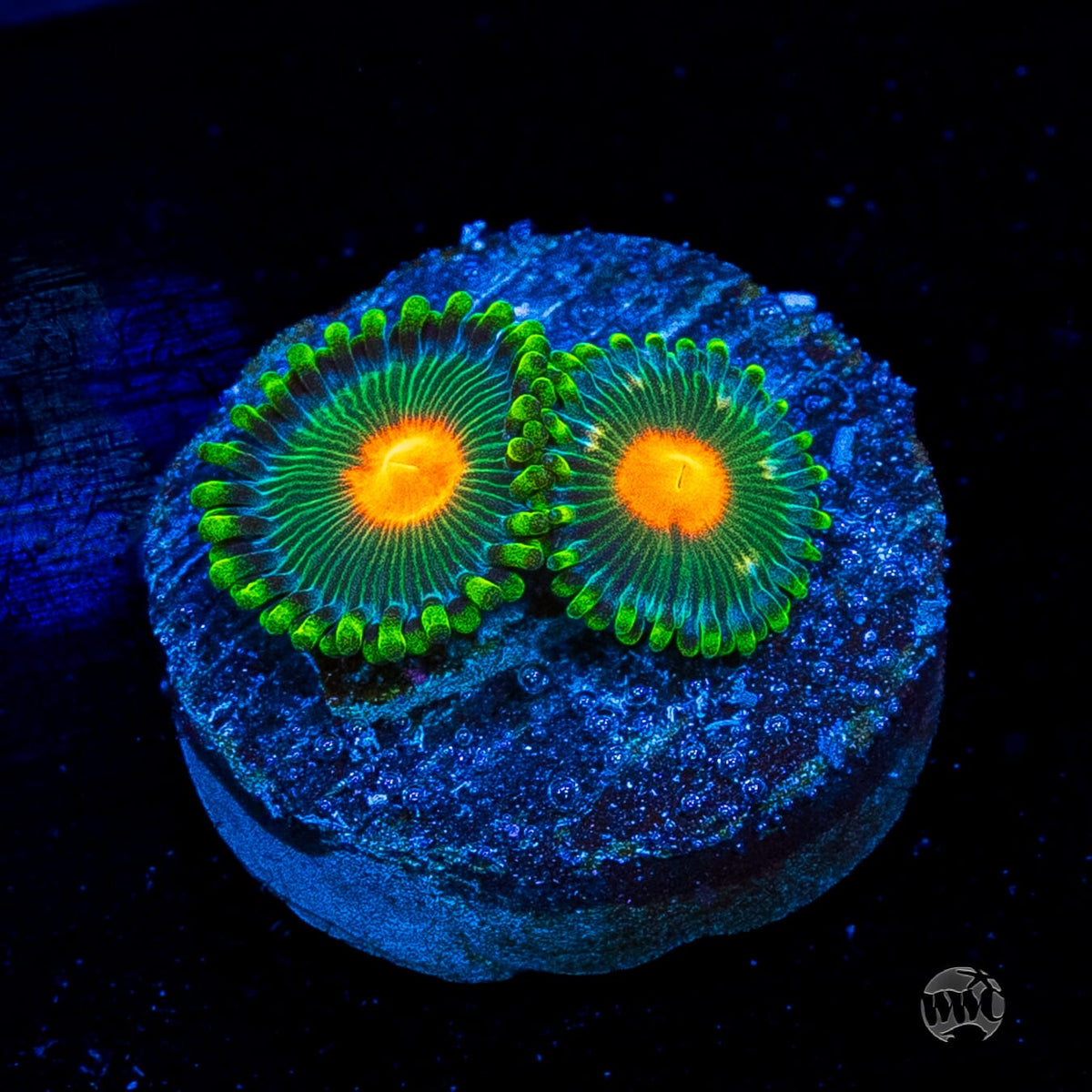WWC Campfire Zoanthids