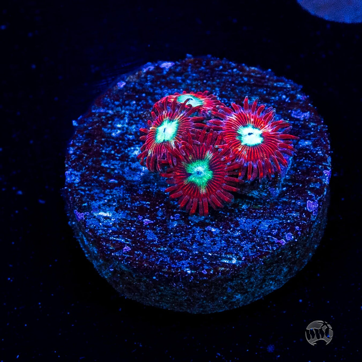 WWC Bloodlust Zoanthids