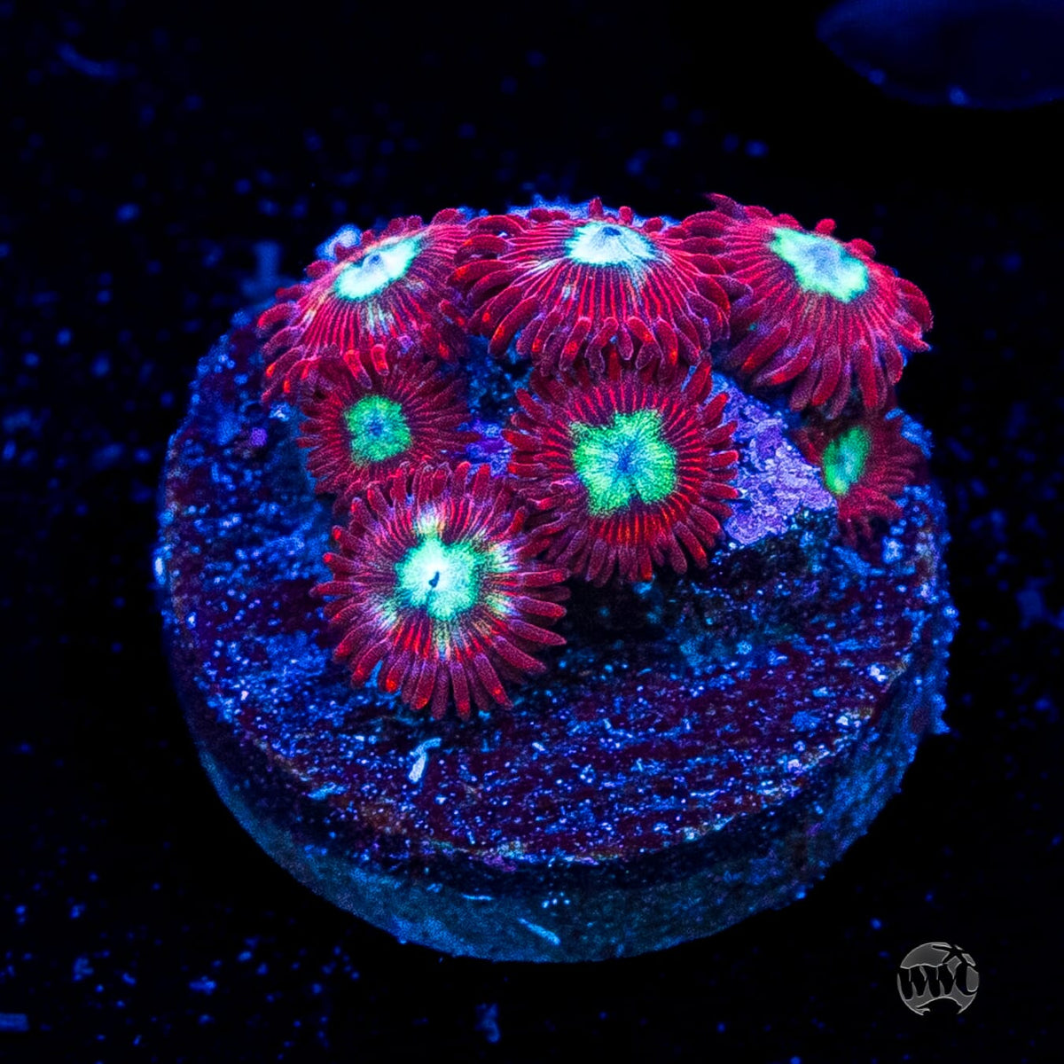 WWC Bloodlust Zoanthids