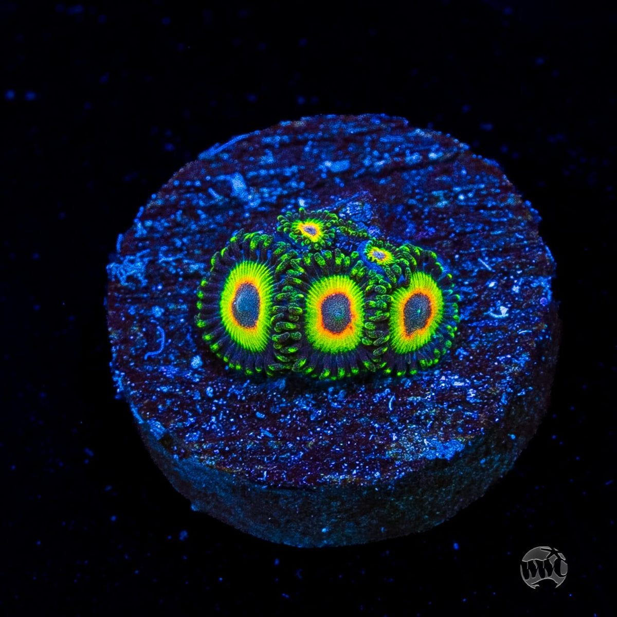 WWC Island Time Zoanthids