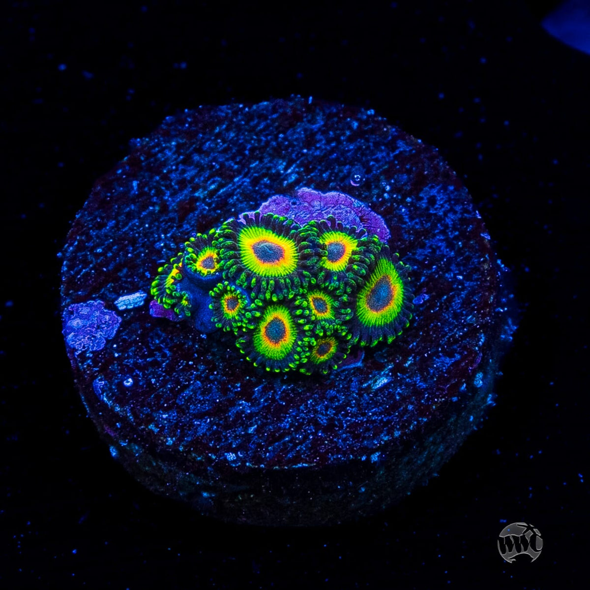 WWC Island Time Zoanthids