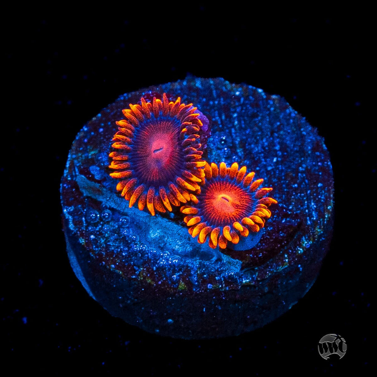 Bam Bamz Zoanthids