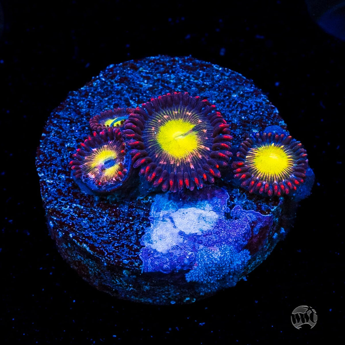 WWC Egg Yolks Zoanthids
