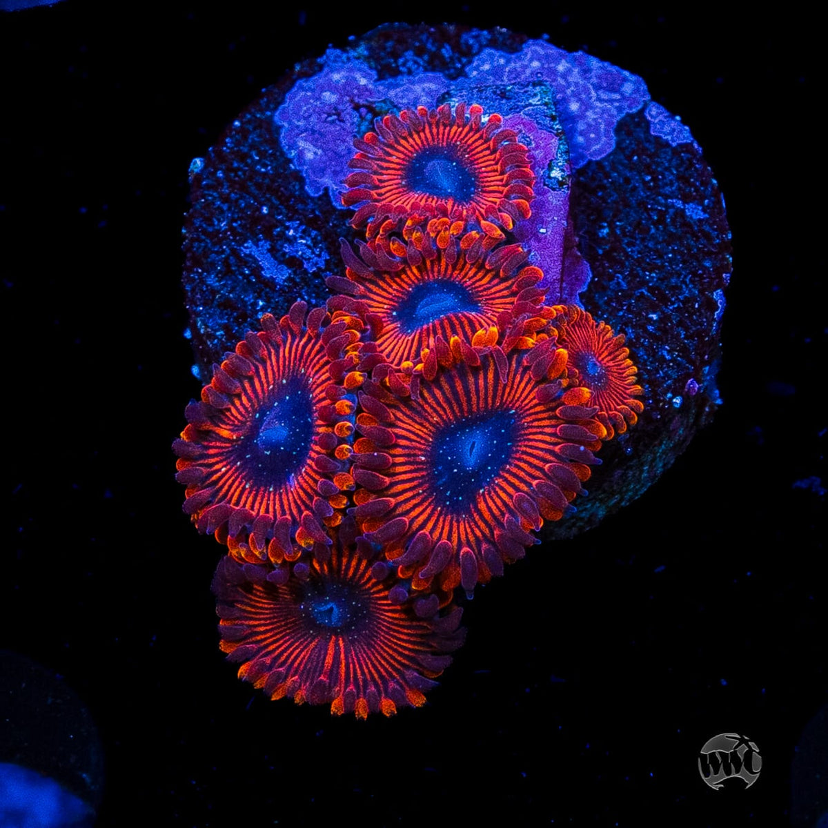 Scarlet Wizard Zoanthids