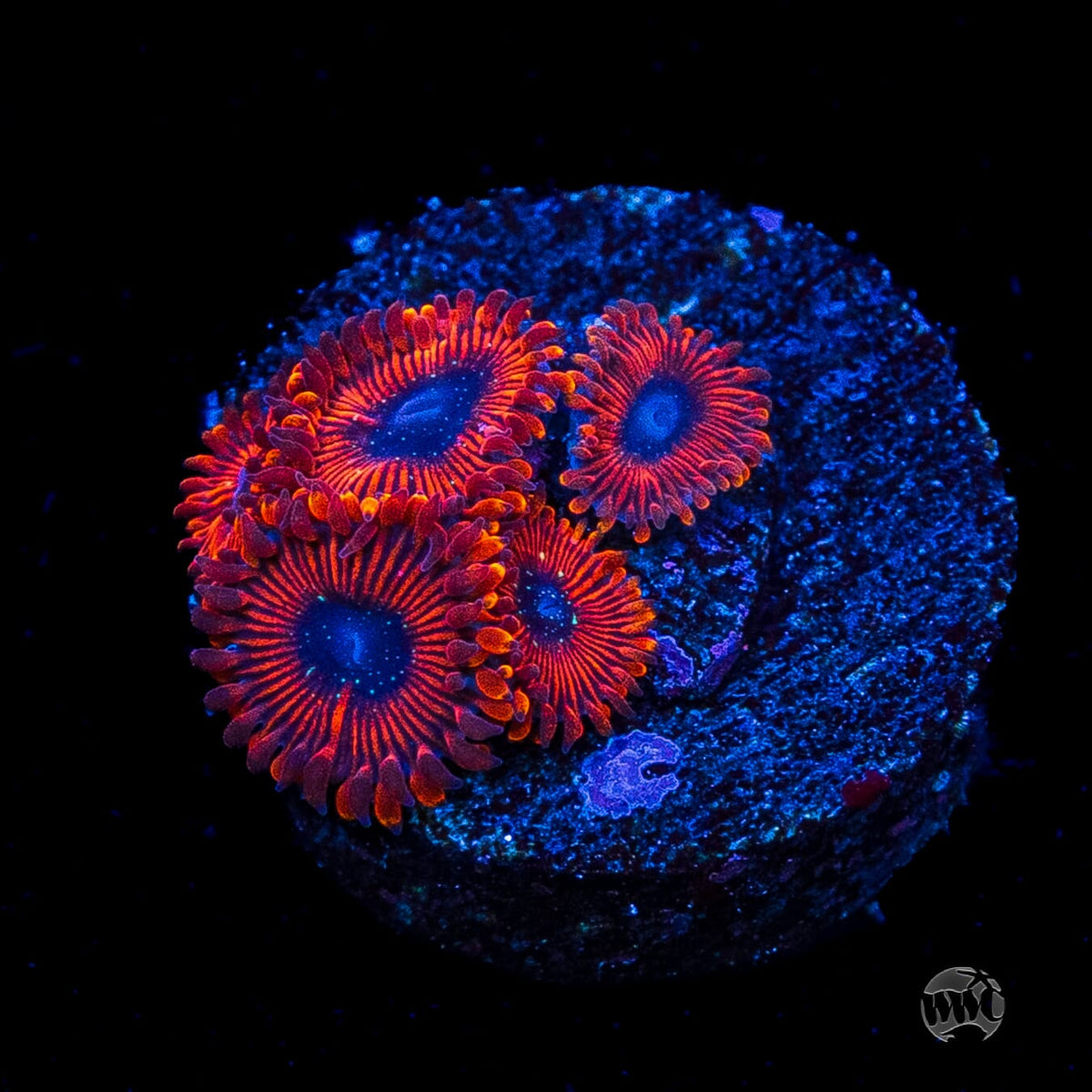 Scarlet Wizard Zoanthids