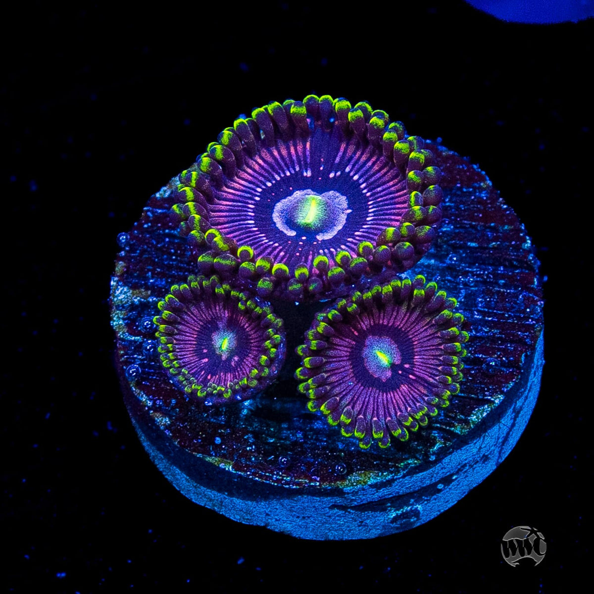 WWC Black Orchid Zoanthids