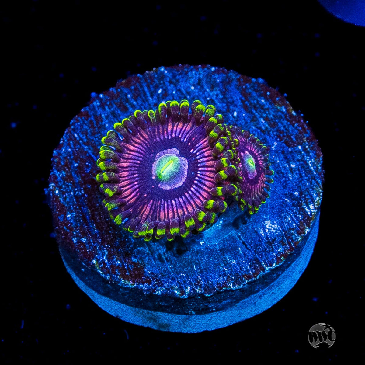 WWC Black Orchid Zoanthids