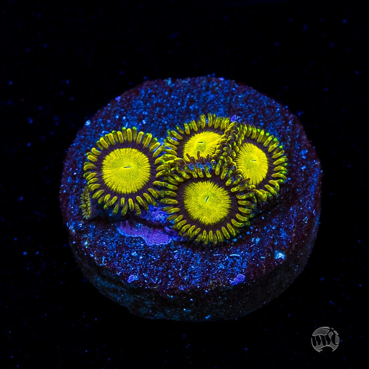 WWC King Midas Zoanthids