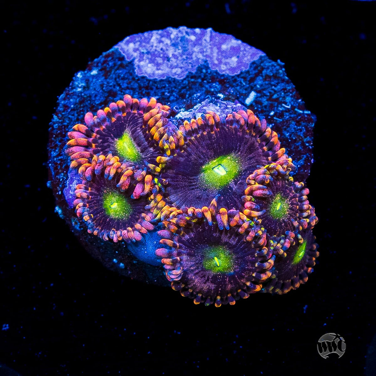 WWC Laffy Taffy Zoanthids