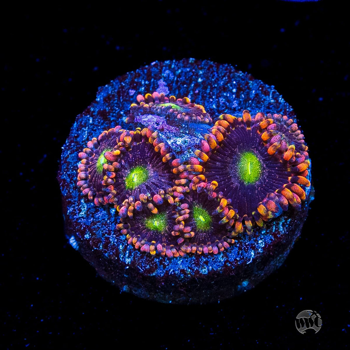 WWC Laffy Taffy Zoanthids