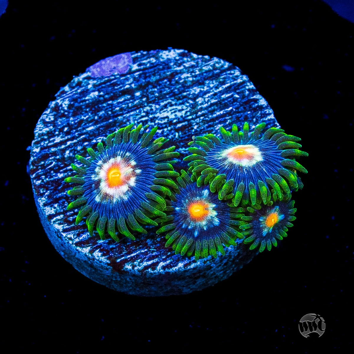 Jason Fox Stargazer Zoanthids