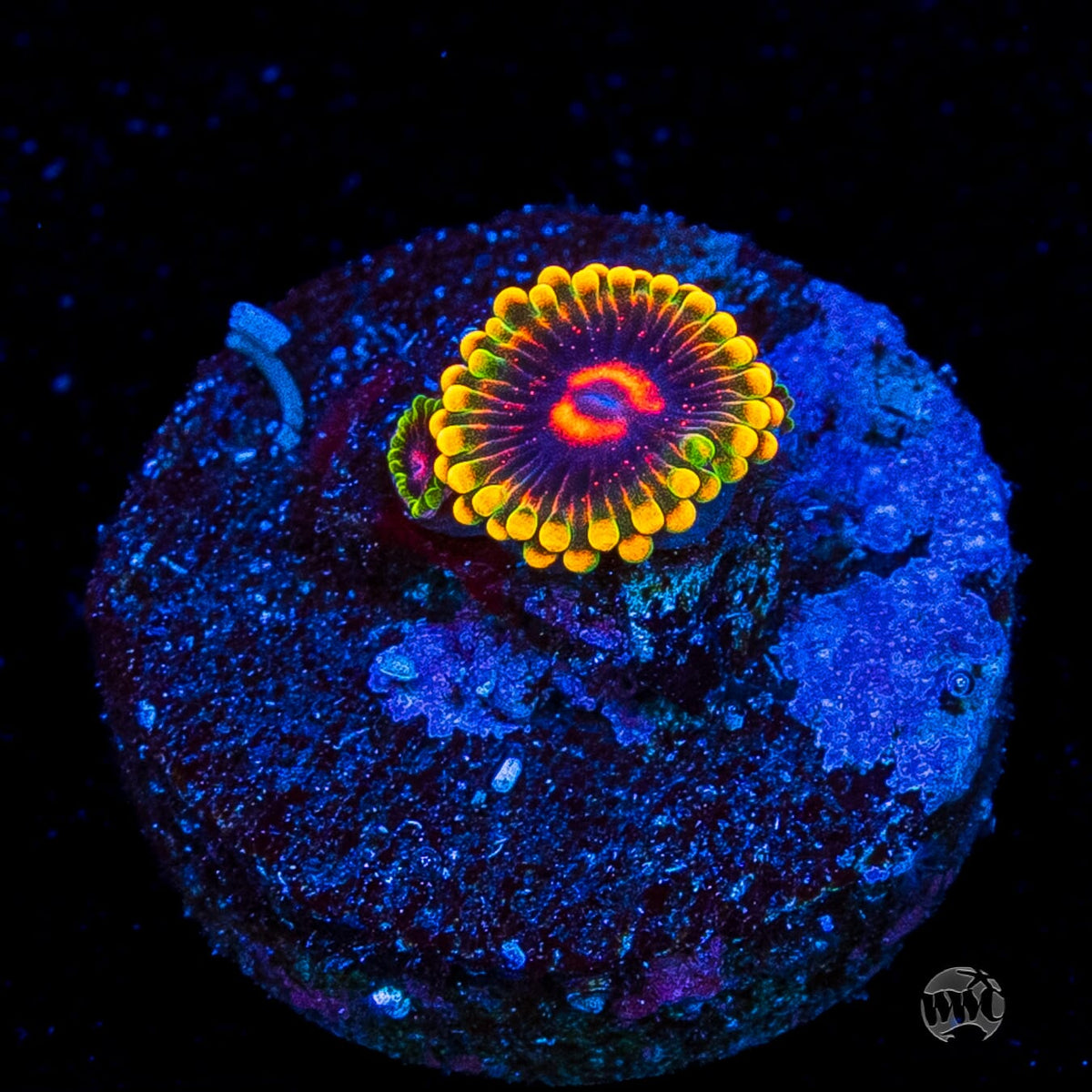 Mind Trick Zoanthids