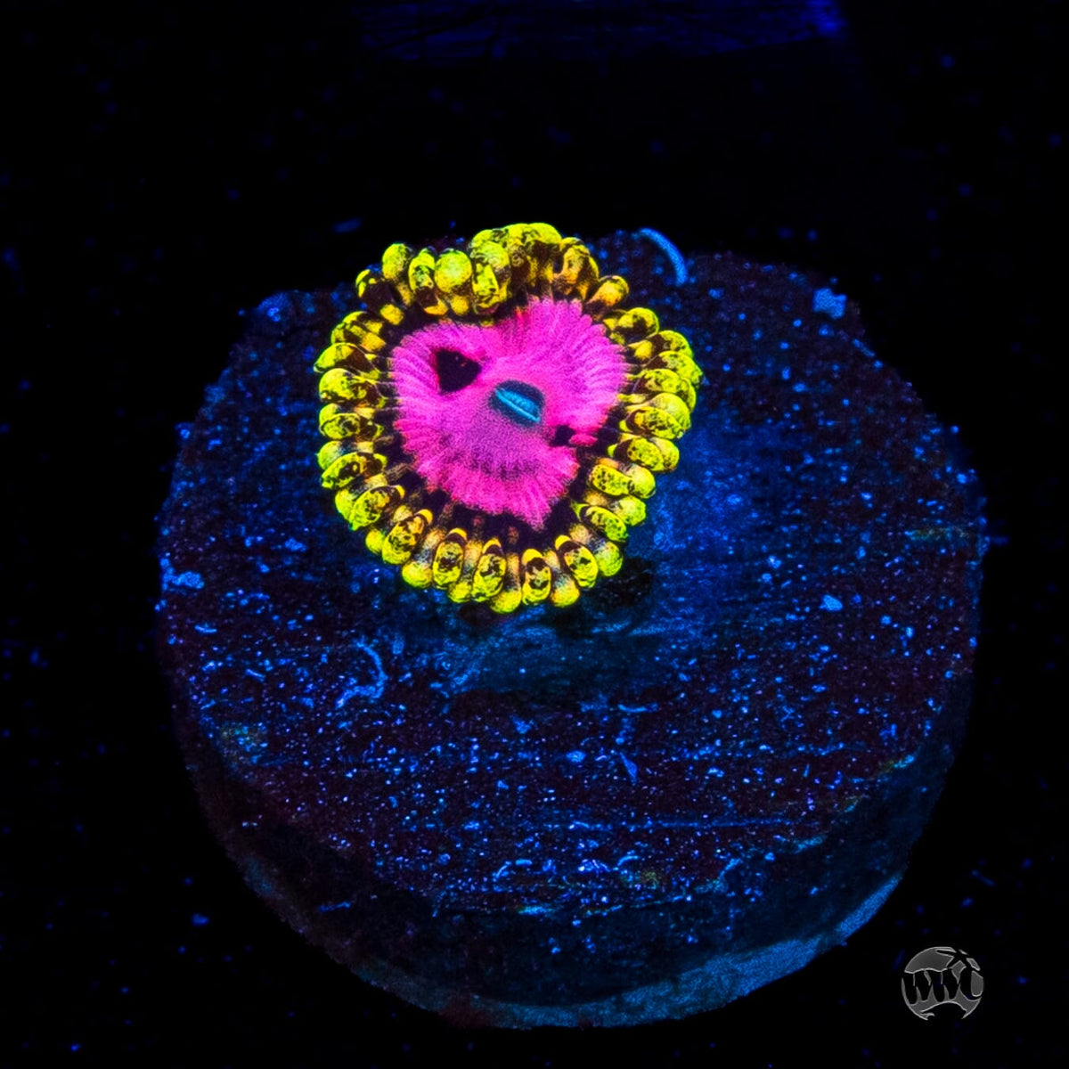 RR Pink Diamond Zoanthid