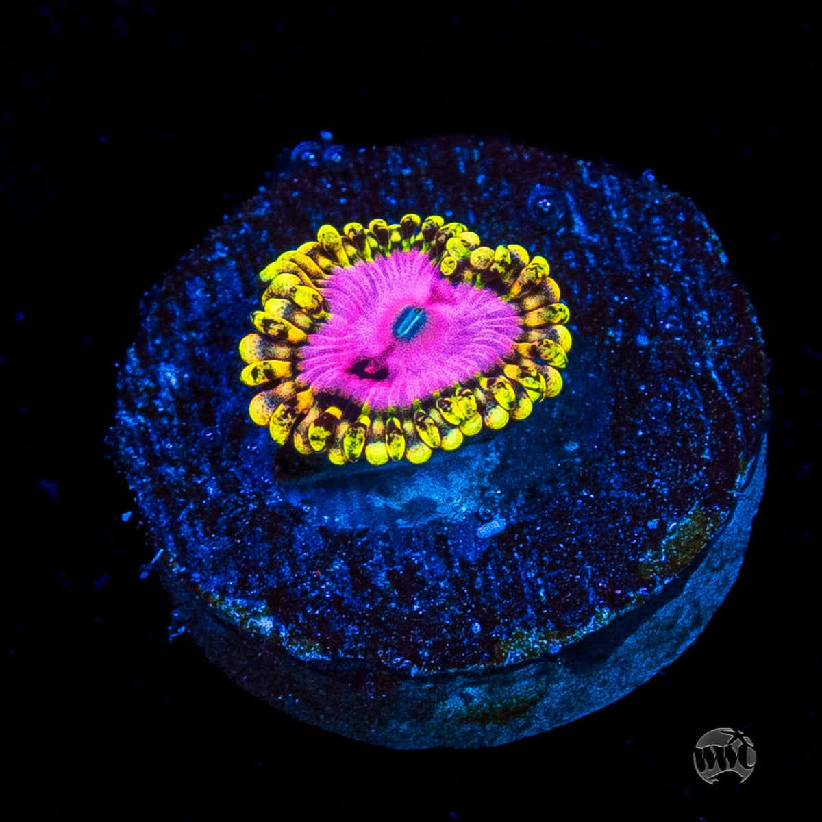 RR Pink Diamond Zoanthid