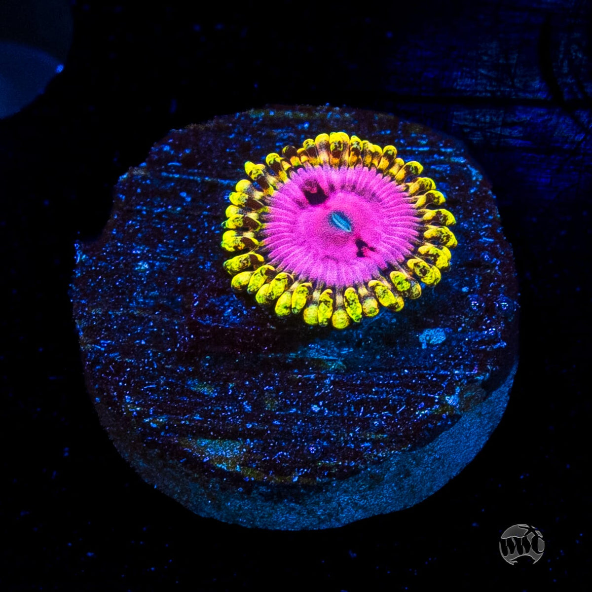 RR Pink Diamond Zoanthid