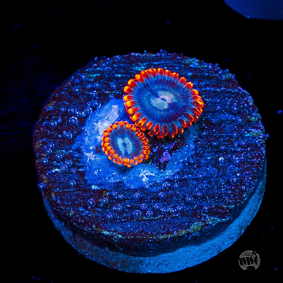WWC Magma Ring Zoanthids