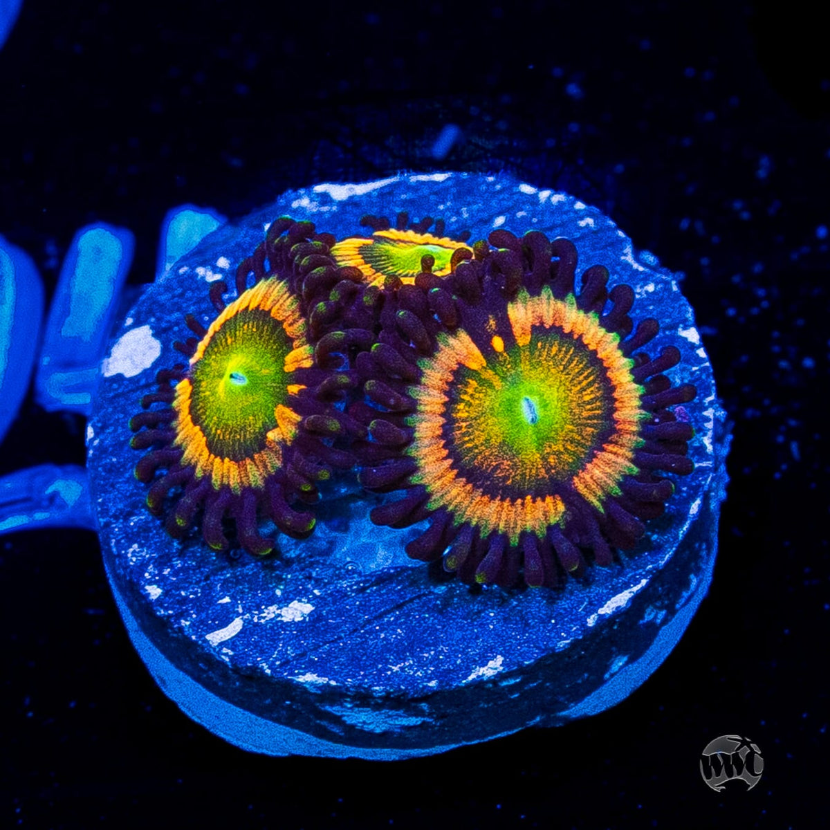 Citrus Cooler Zoanthids