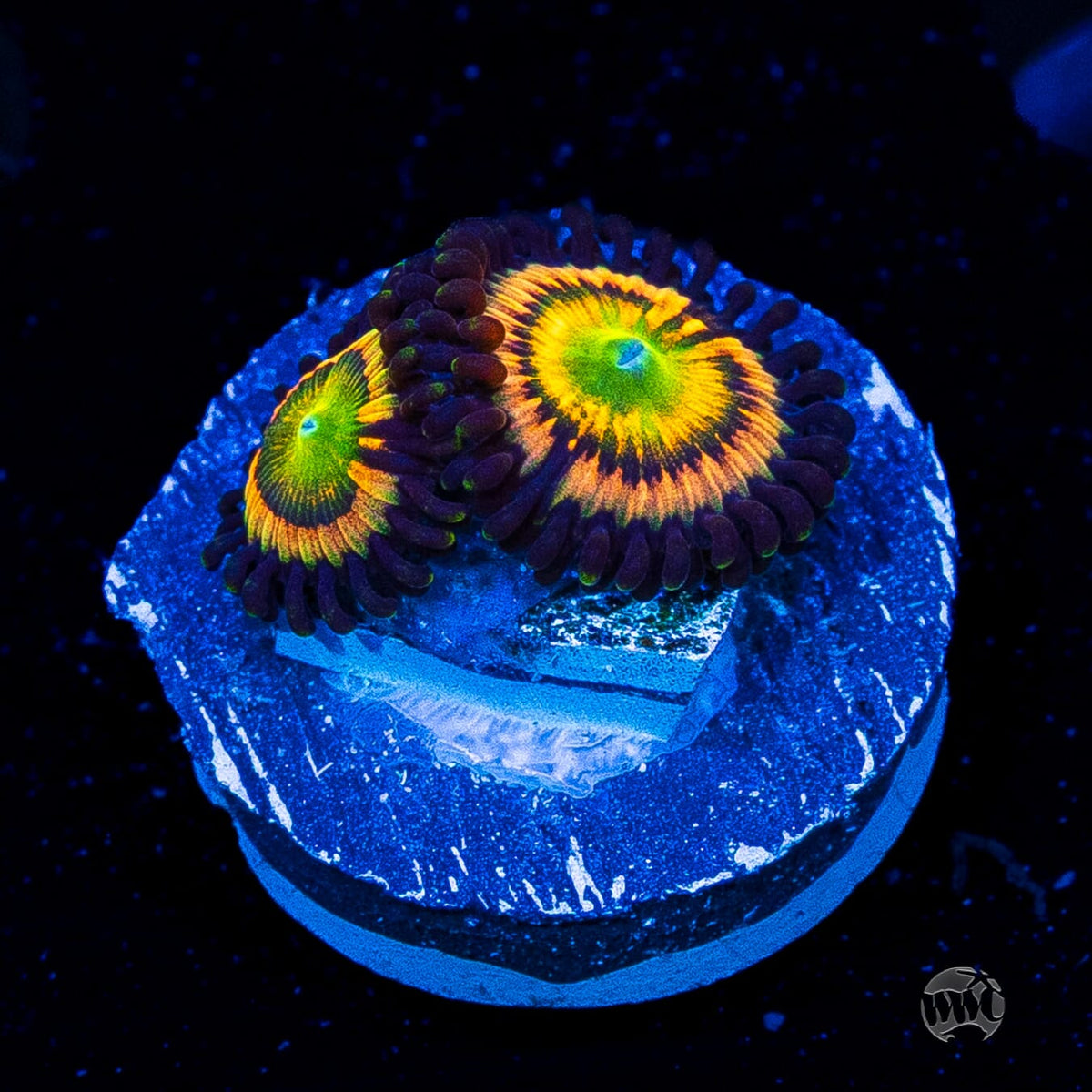 Citrus Cooler Zoanthids