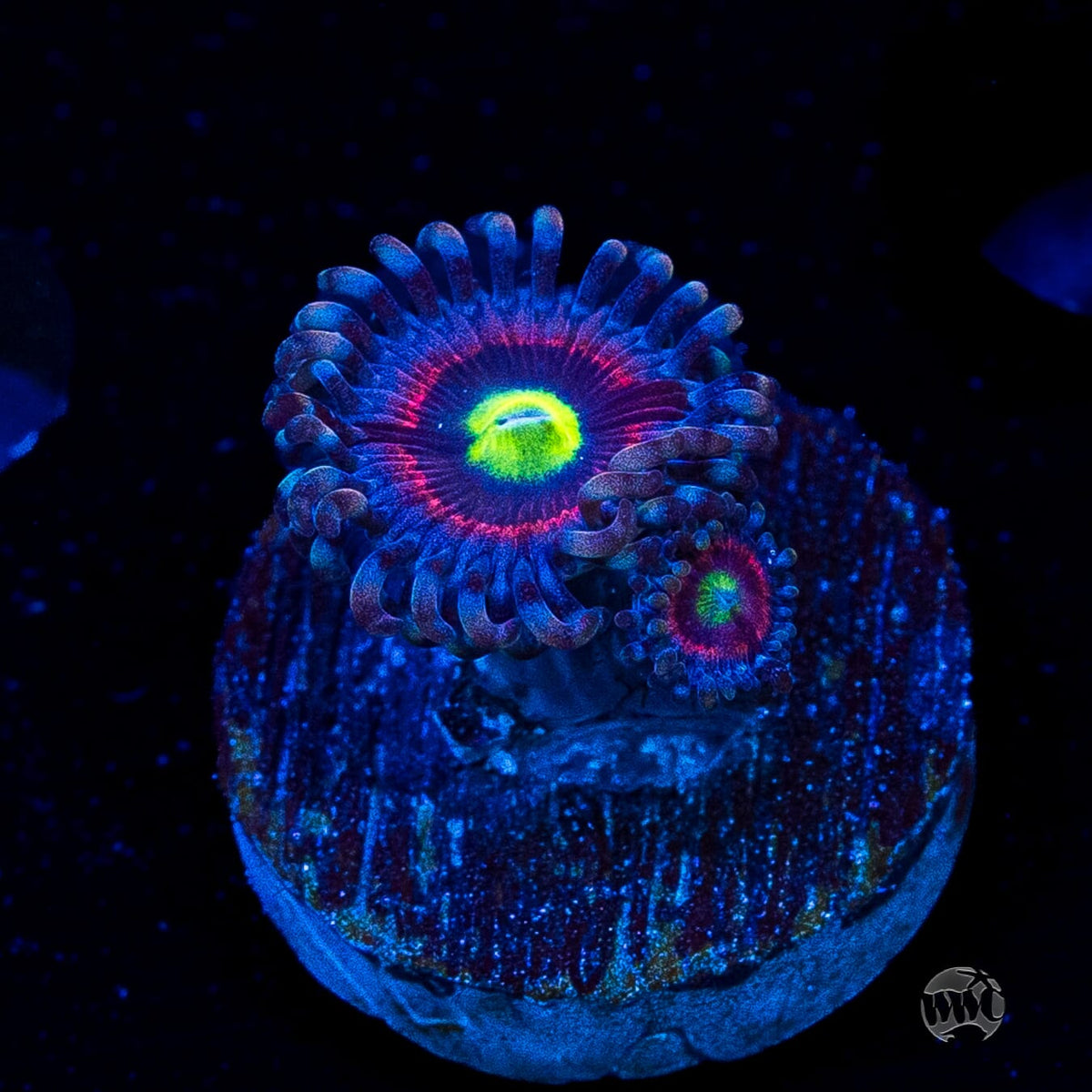 Pink Ring of Death Zoanthids
