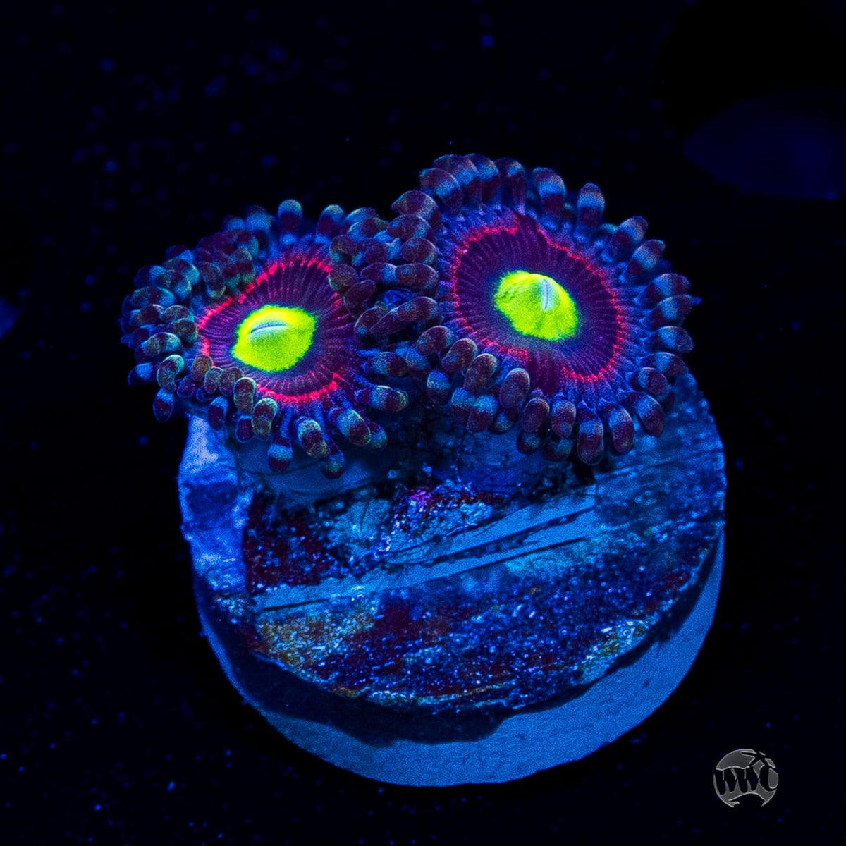 Pink Ring of Death Zoanthids