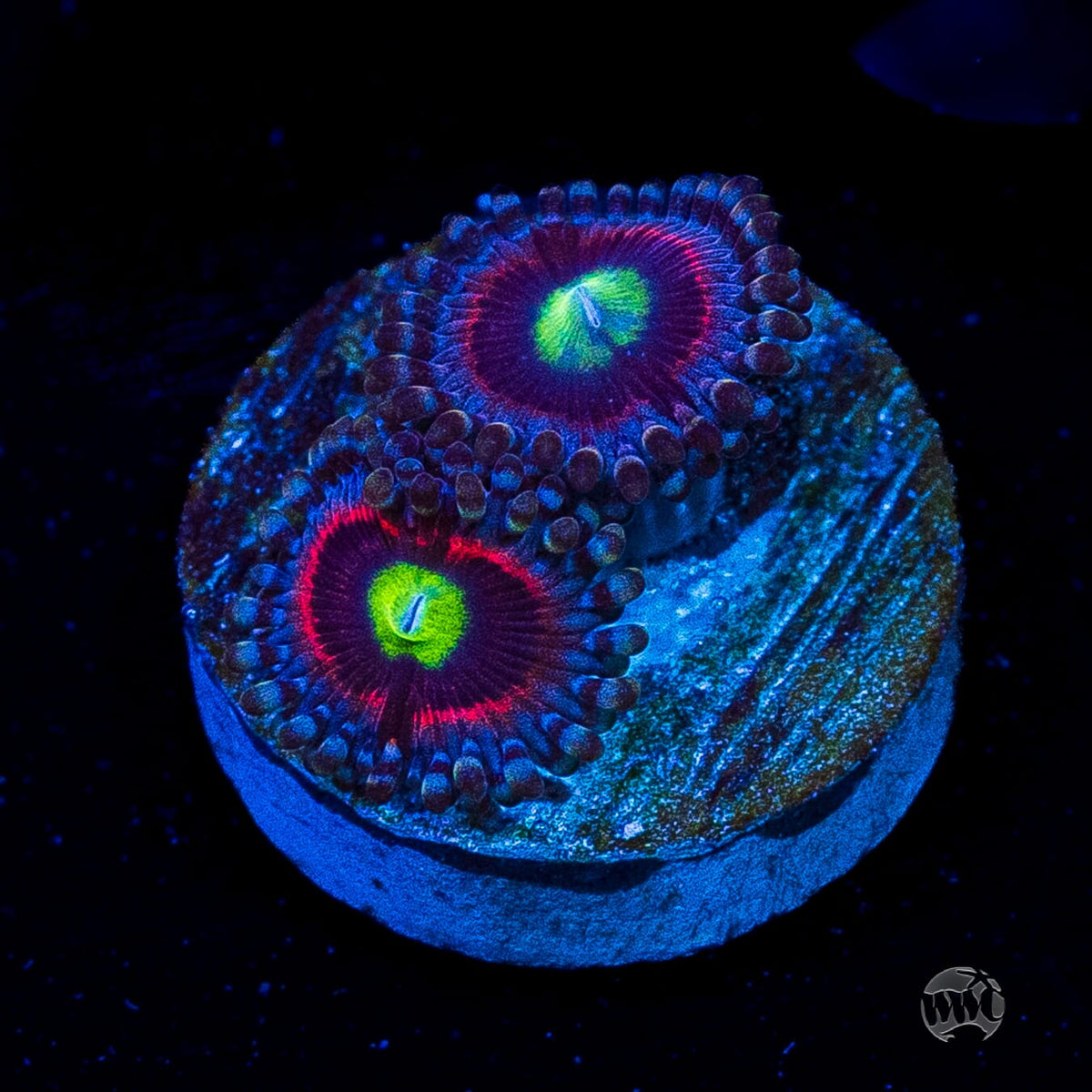Pink Ring of Death Zoanthids