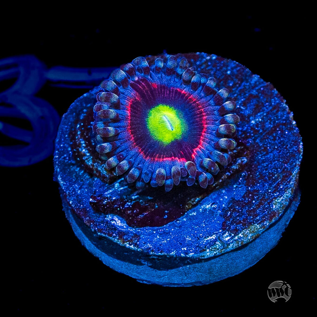Pink Ring of Death Zoanthids